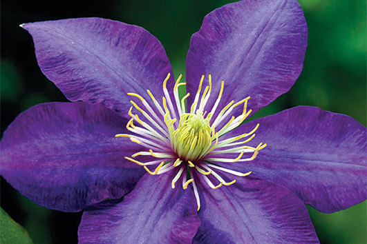 Обрезка клематисов