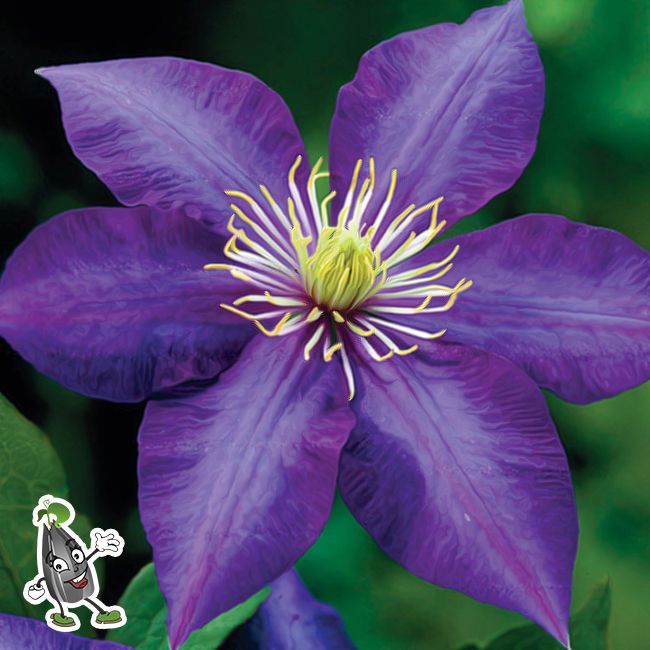 Обрезка клематисов