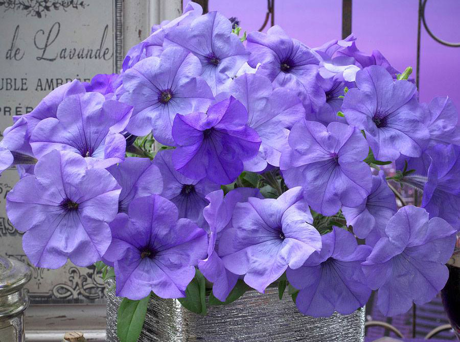 Подкормка для петунии