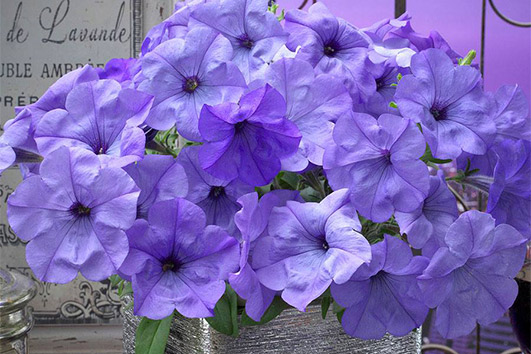 Подкормка для петунии