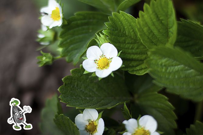 Подкормка для клубники