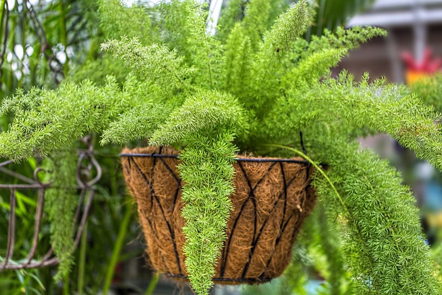 Энциклопедия комнатных растений — аспарагус