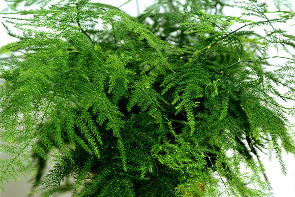 Энциклопедия комнатных растений — аспарагус