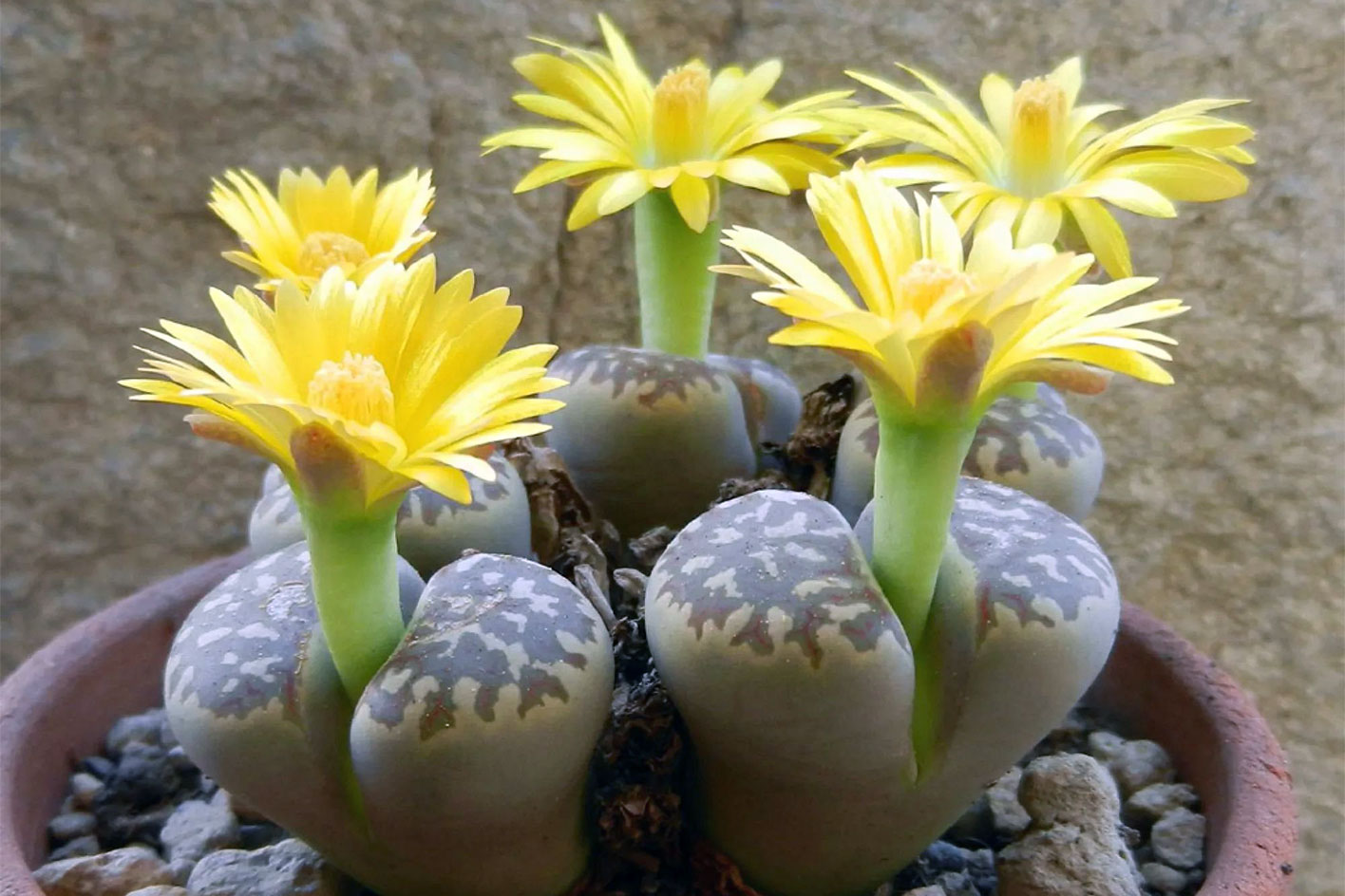 Энциклопедия комнатных растений — литопсы