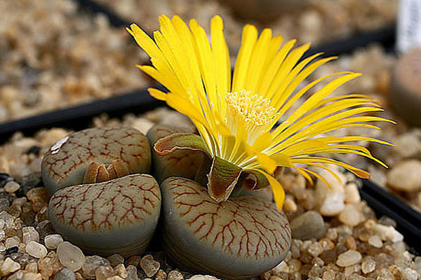 Энциклопедия комнатных растений — литопсы