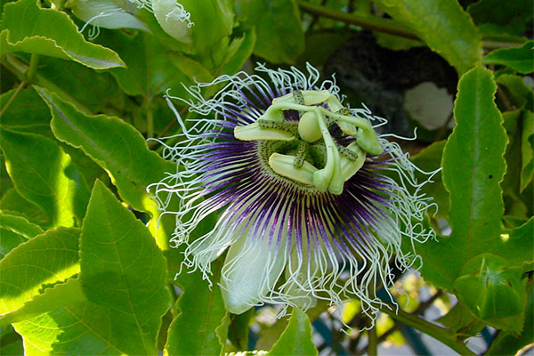 Энциклопедия комнатных растений — пассифлора