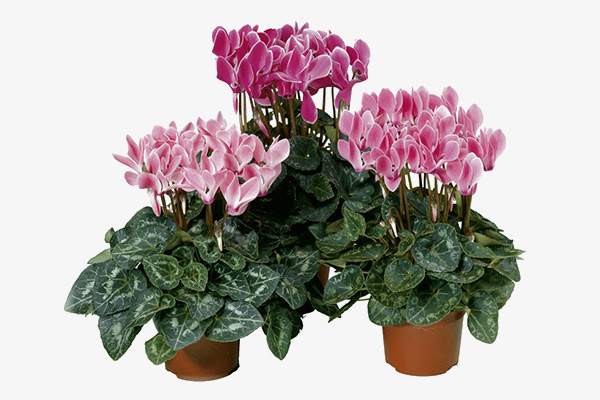 Энциклопедия комнатных растений — цикламен