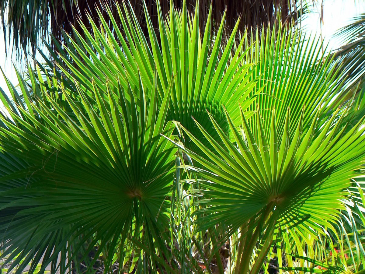 Энциклопедия комнатных растений — вашингтония