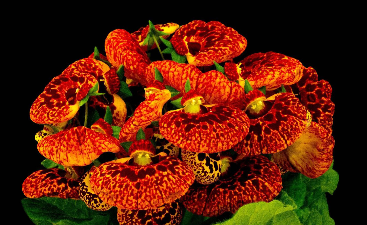 Энциклопедия комнатных растений — кальцеолярия