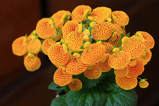 Энциклопедия комнатных растений — кальцеолярия