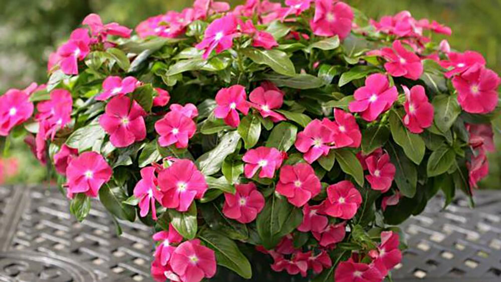 Энциклопедия комнатных растений — катарантус