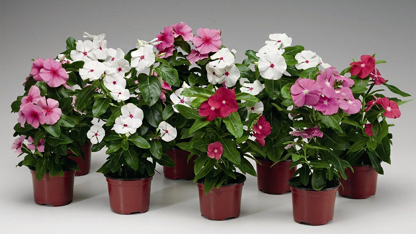 Энциклопедия комнатных растений — катарантус