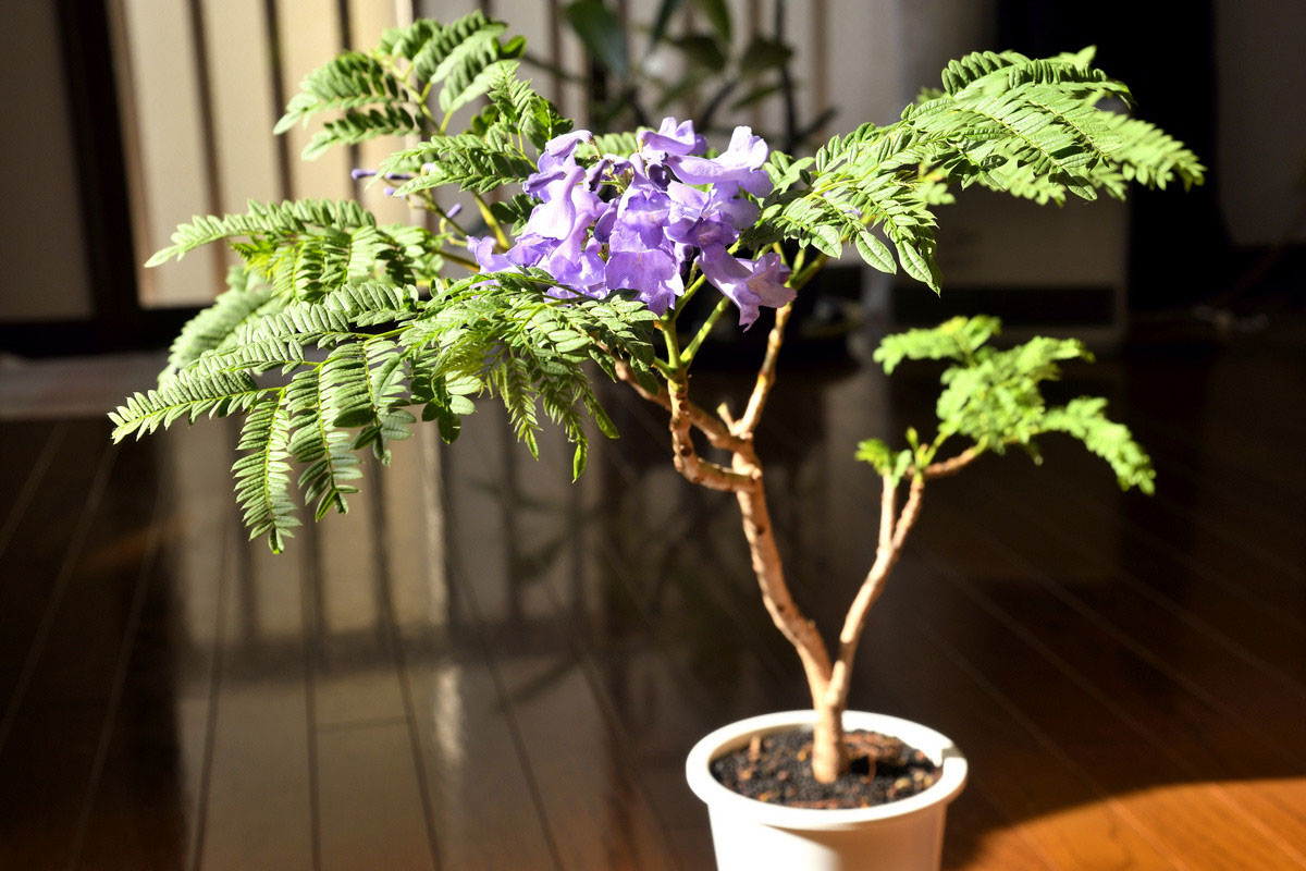 Энциклопедия комнатных растений — жакаранда