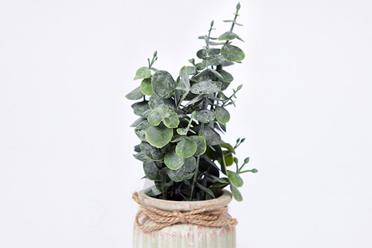 Энциклопедия комнатных растений — эвкалипт