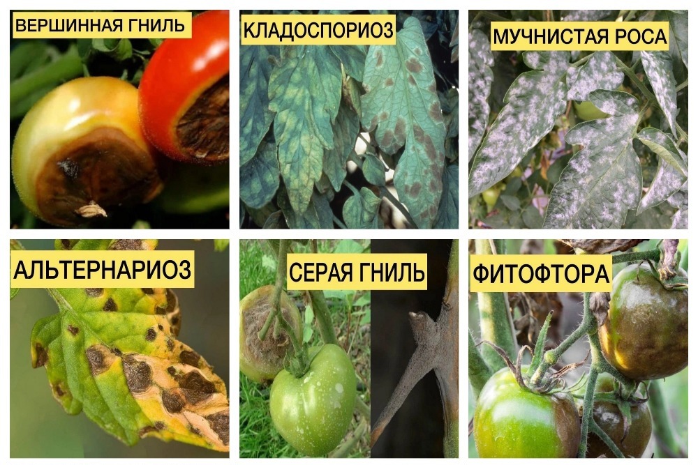 Советы от Сёмы. Болезни томатов