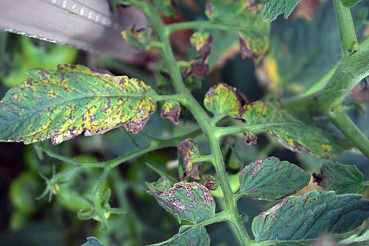 Советы от Сёмы. Болезни томатов