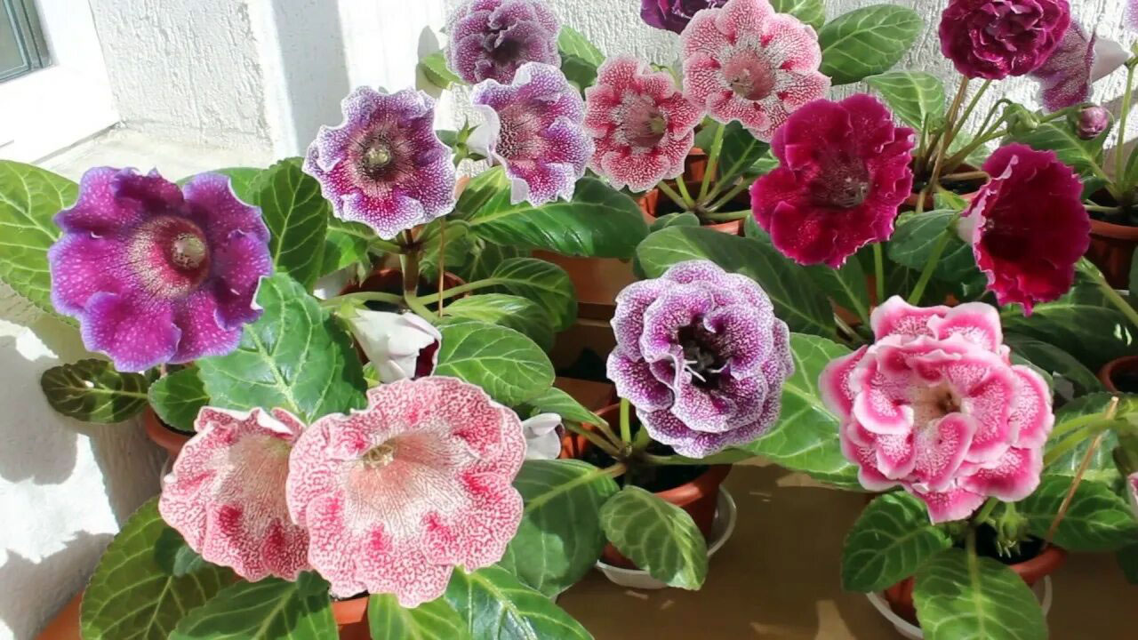 Энциклопедия комнатных растений — глоксиния