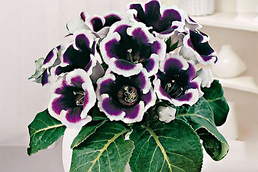 Энциклопедия комнатных растений — глоксиния