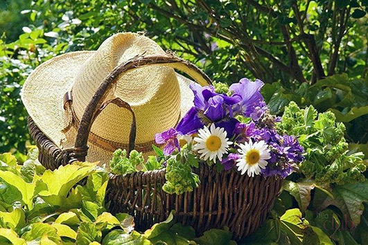 Лунный посевной календарь на июль 2024 года