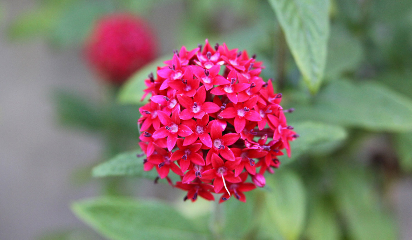 Энциклопедия комнатных растений - пентас