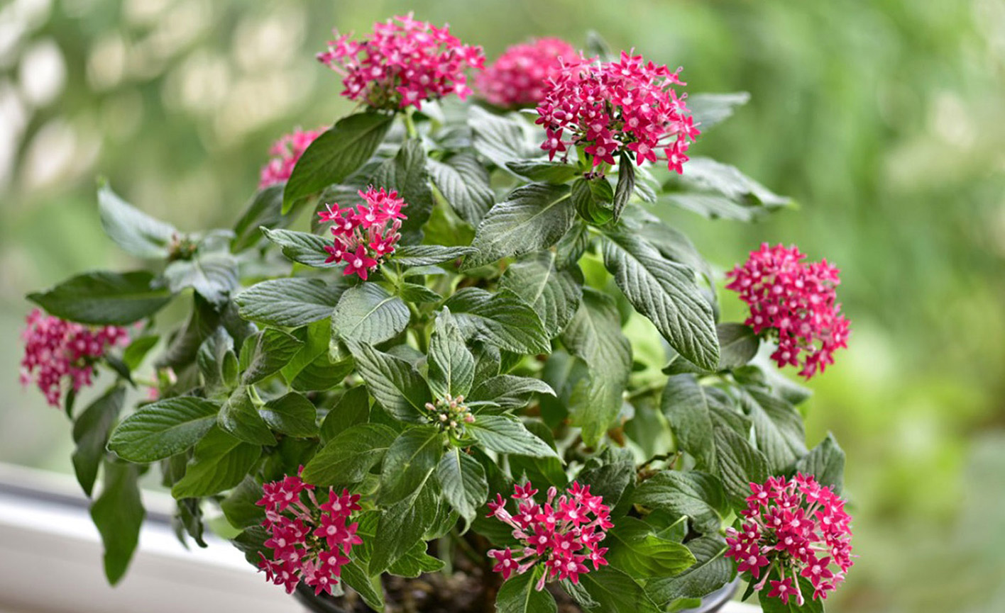 Энциклопедия комнатных растений — пентас