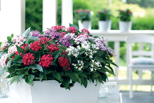 Энциклопедия комнатных растений — пентас