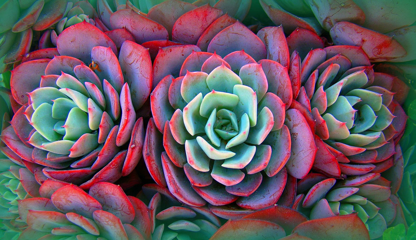 Энциклопедия комнатных растений — эхеверия