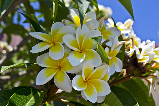 Энциклопедия комнатных растений — плюмерия