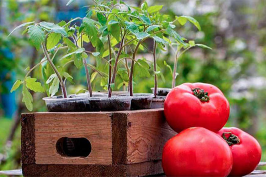 Советы от Сёмы — как правильно вырастить рассаду томатов