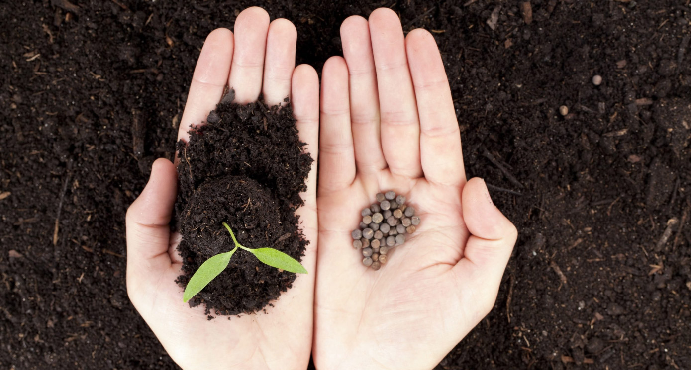 Советы от Сёмы — семена для начинающих, часть 1