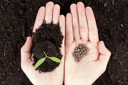 Советы от Сёмы — семена для начинающих, часть 1