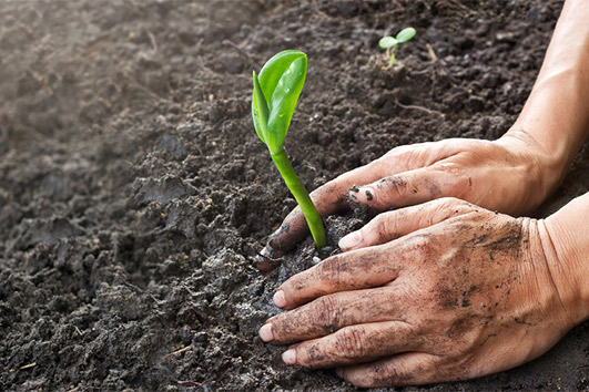 Советы от Сёмы — что посадить в мае?