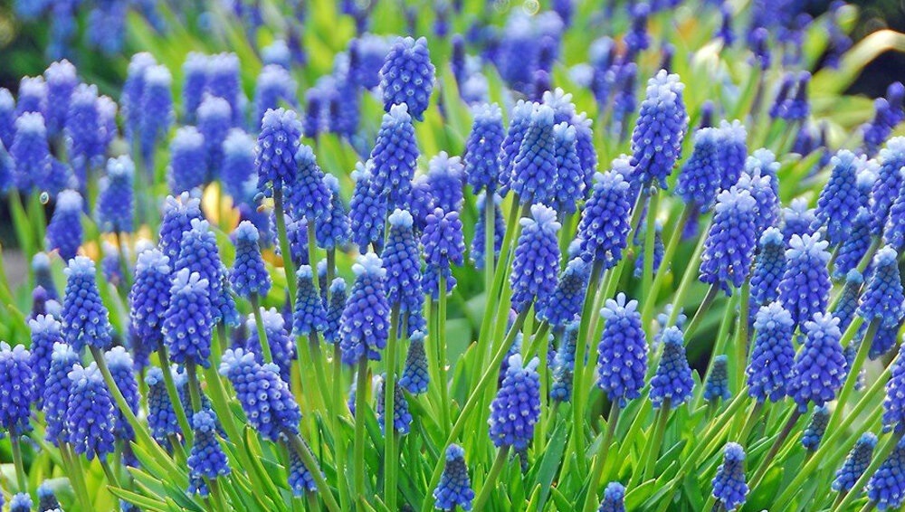 Советы от Сёмы — мускари — редкий и неприхотливый