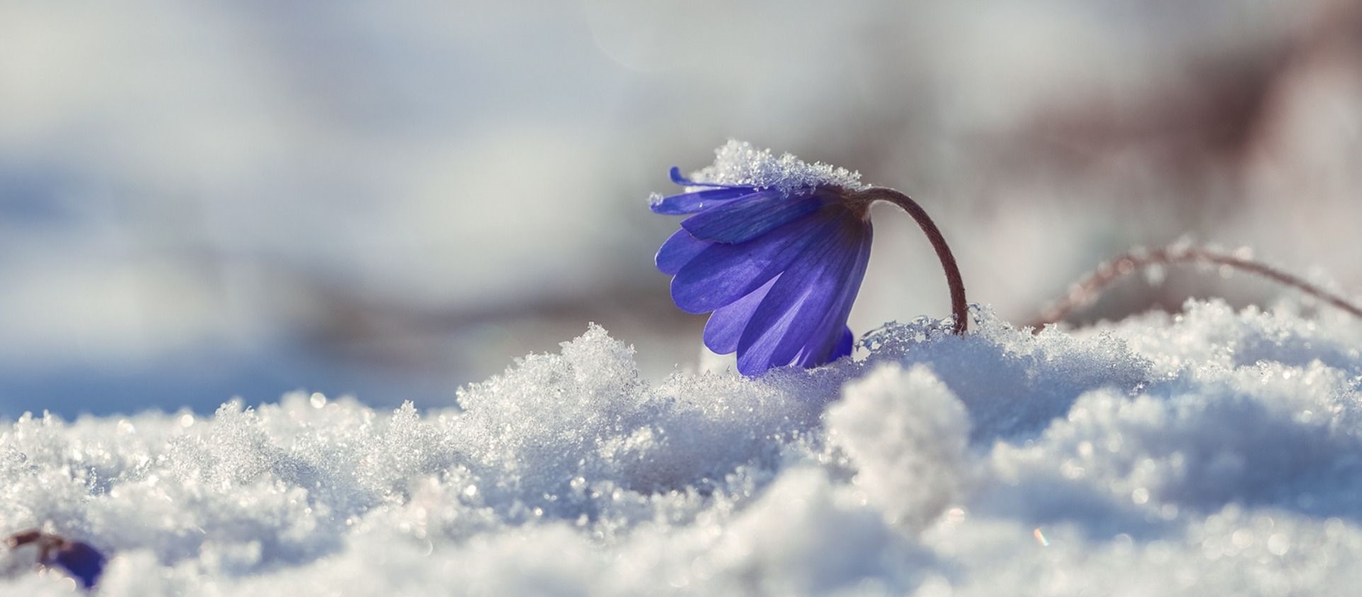 Советы от Сёмы — многолетники для суровых условий