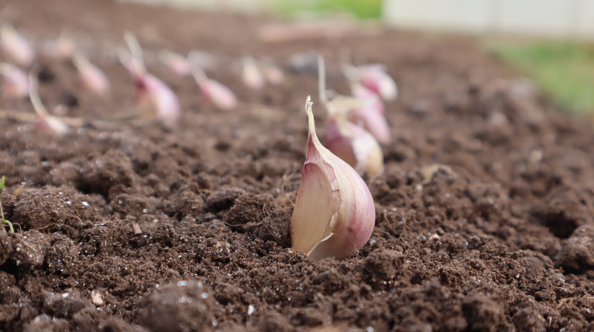 Советы от Сёмы — как посадить озимый чеснок
