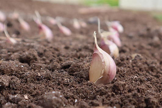 Советы от Сёмы — как посадить озимый чеснок