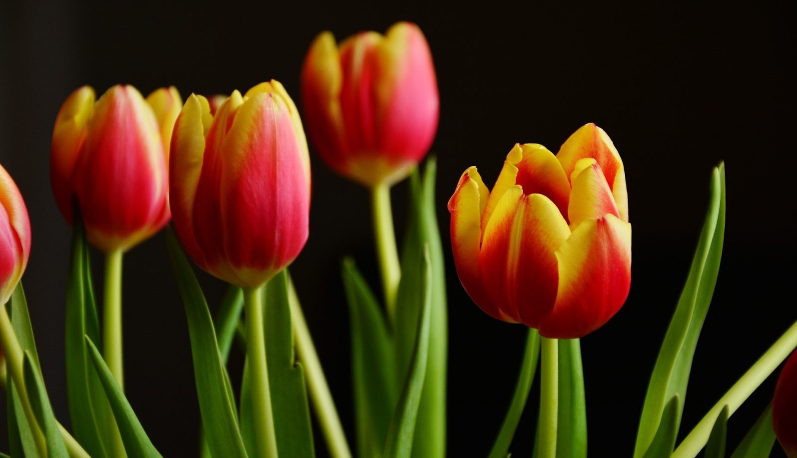 Советы от Сёмы — агротехника для Тюльпанов!