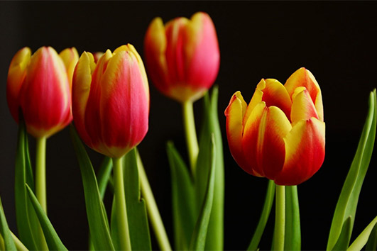 Советы от Сёмы — агротехника для Тюльпанов!