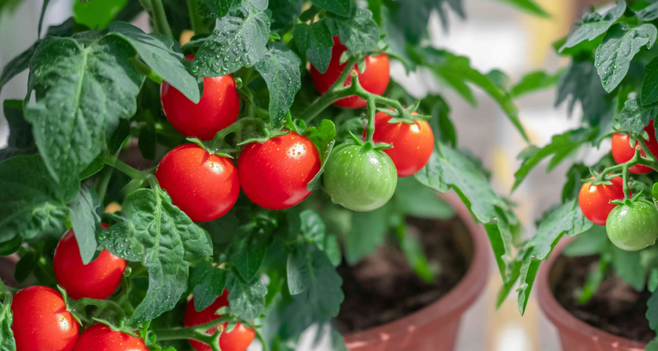 Выращивание томатов в домашних условиях зимой