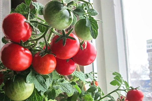 Выращивание томатов в домашних условиях зимой