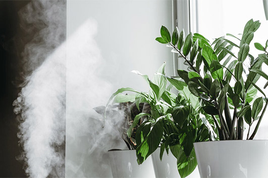 Влажность для растений: ключевой фактор здоровья и процветания