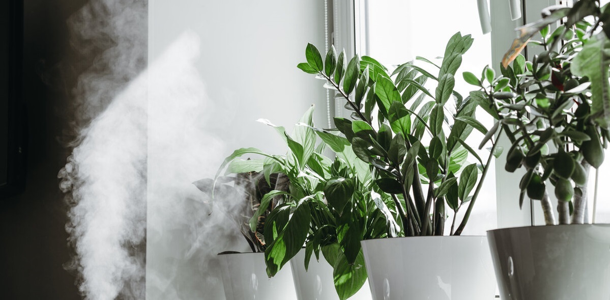 Влажность для растений: ключевой фактор здоровья и процветания