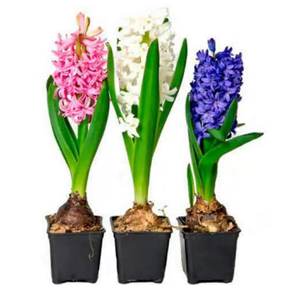 Доставка луковичных