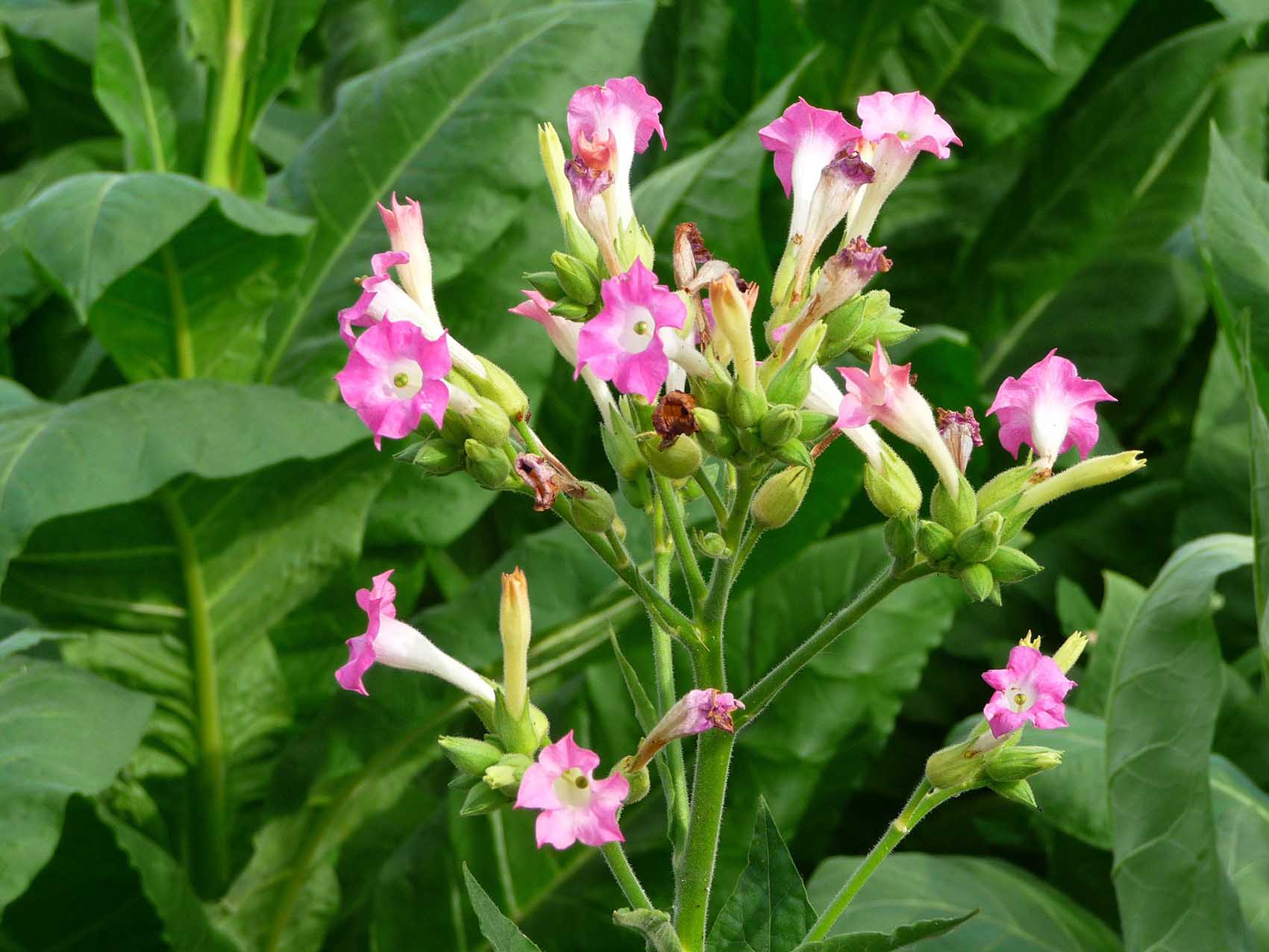 Табак (Nicotiana Rustica)