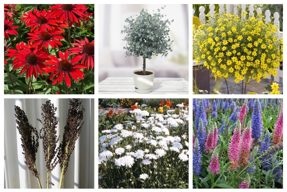 Цветочное изобилие новинок от Евросемян!