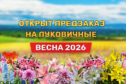 Открыт предзаказ на луковичные ВЕСНА 2026!