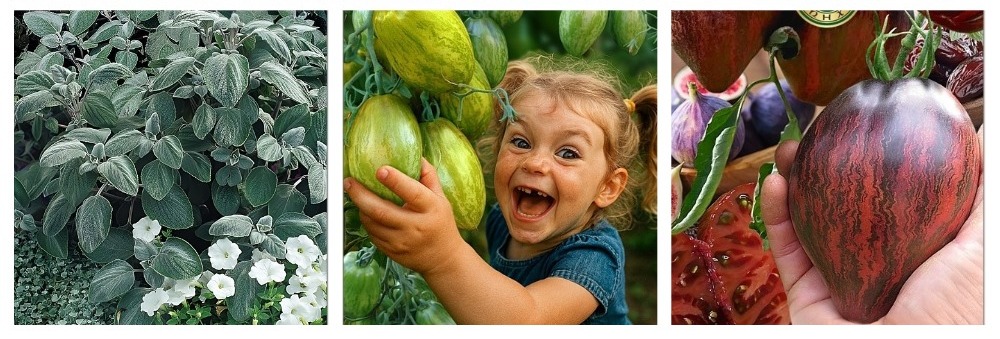 Биотехника — премиальные новинки для коллекционеров