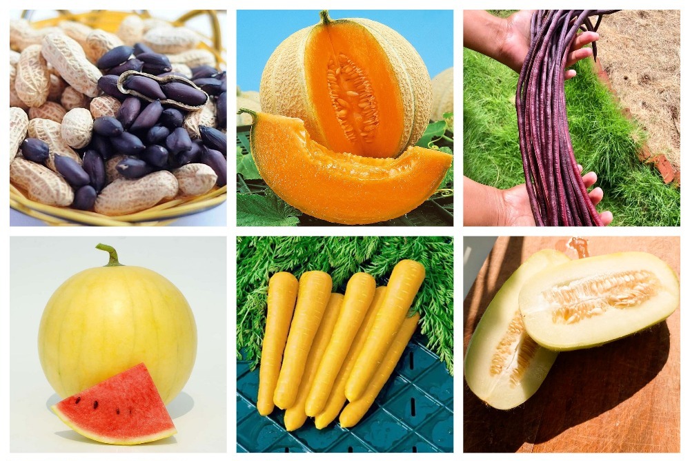 Дуэт Новинок — Премиум Сидс и Сады России!