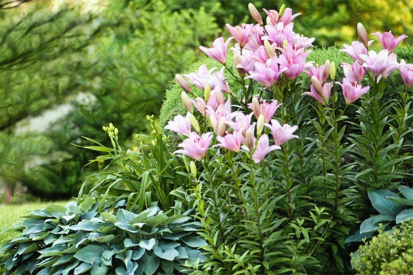 Дозаказ на луковичные ВЕСНА 2026!